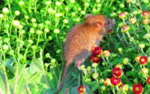 topi in giardino? ecco come allontanarli
