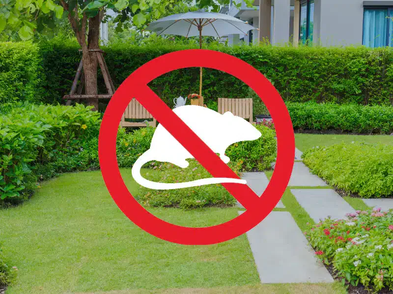 derattizzazione giardini