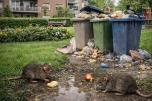 foto di ratti nel giardino condominiale