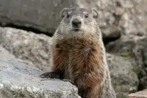 foto di una bella marmotta