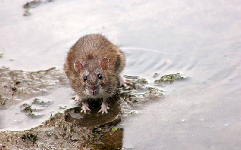 foto di un ratto norvegese o topo di fogna