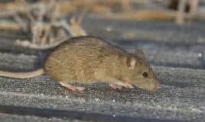 ratto grigio delle fogne