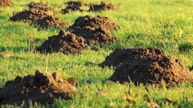 nidi di topi nel giardino